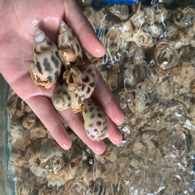 本地花螺活活打氧发货，包鲜不包活