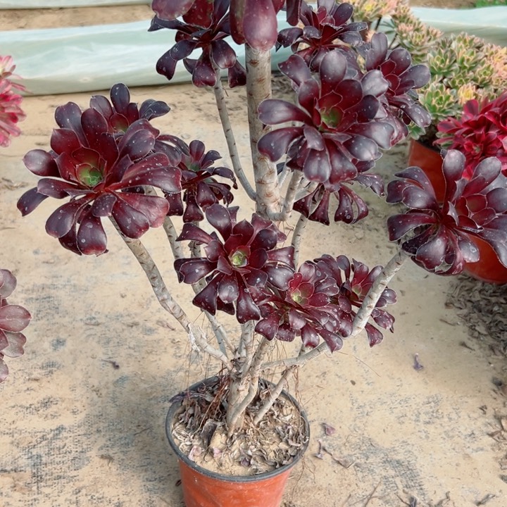 397圆叶多肉植物