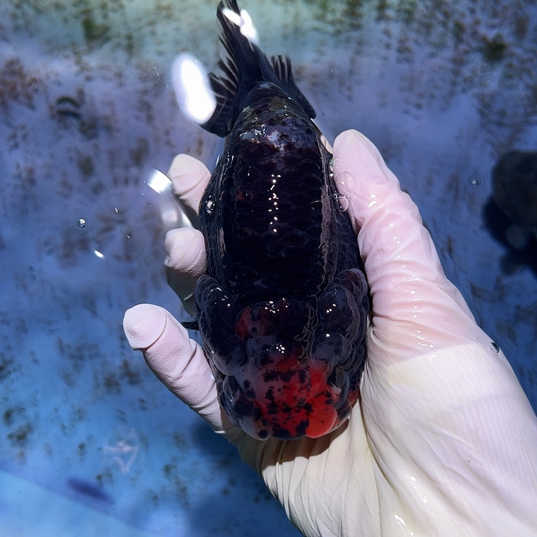 海水鱼买够三条顺丰包邮陆运