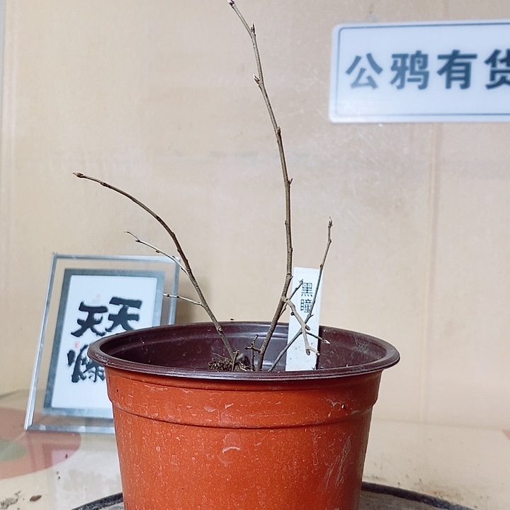 蓝****无花朵哈哈哈哈哈哈