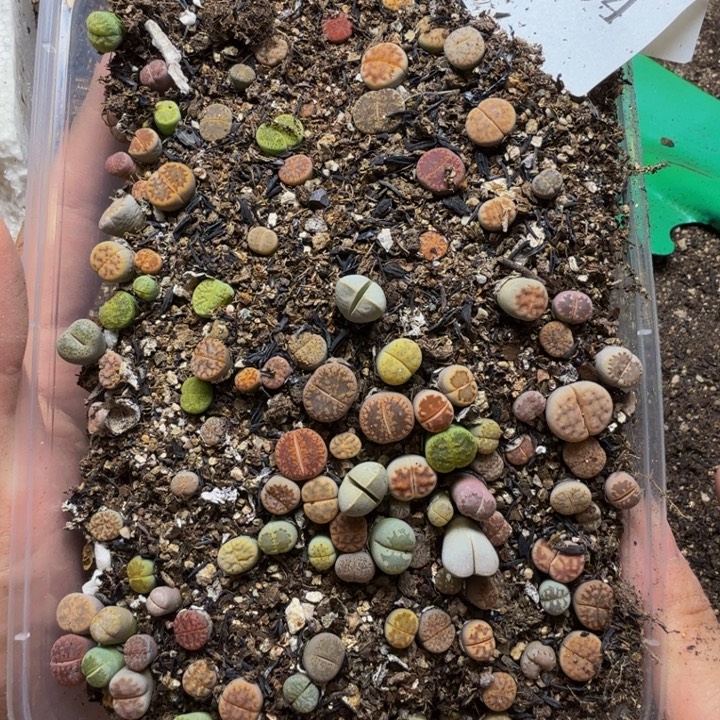 多肉植物的生长发育134