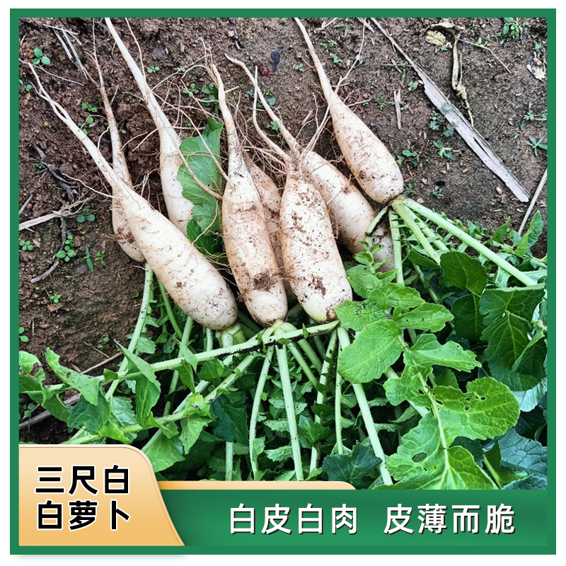 【三尺白】山东潍坊潍县青四季脆甜天津沙窝萝卜种子蔬菜种子