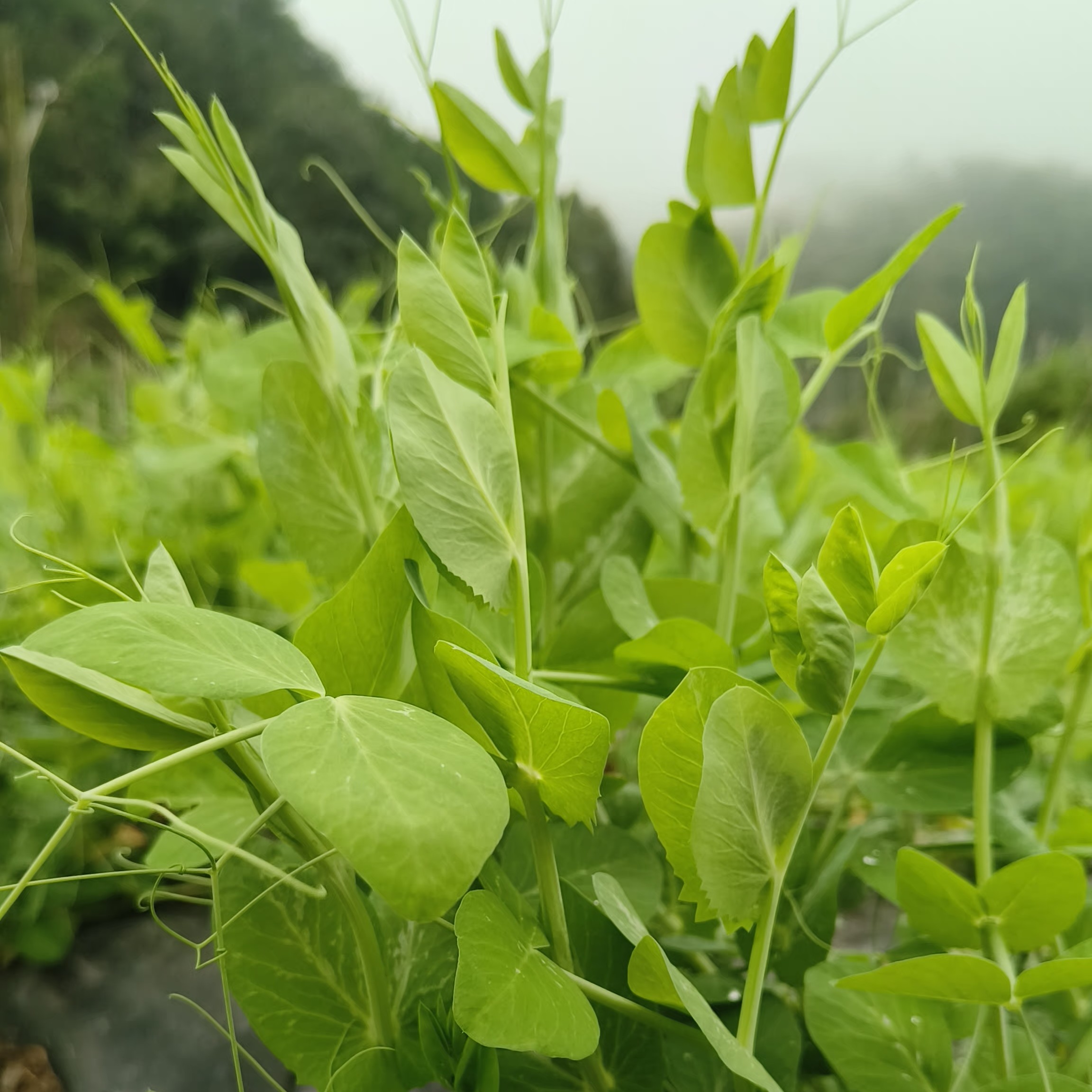 【罐罐】豌豆尖贵州特色叶菜豌豆颠美味火锅食材豌豆尖新鲜现摘现发