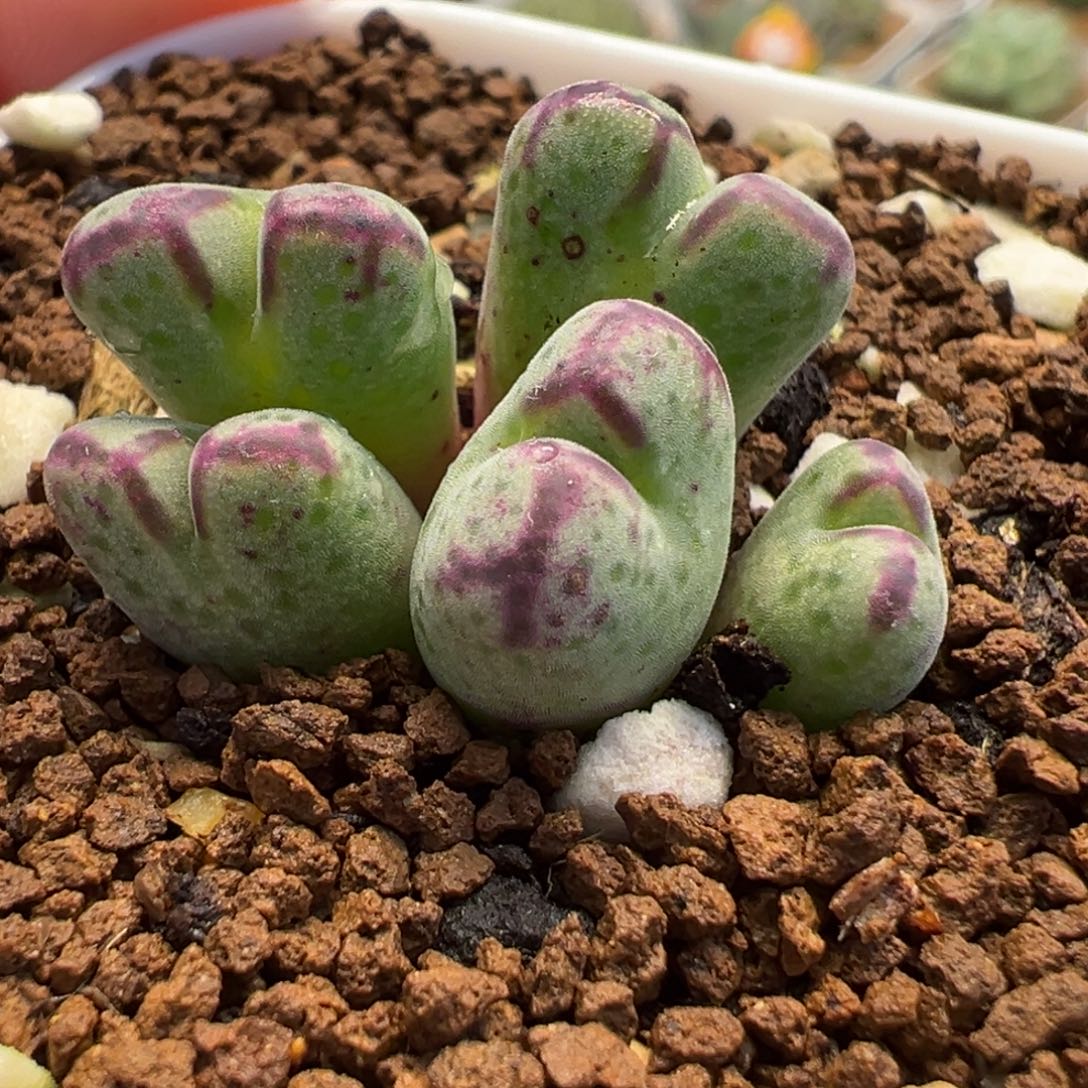 185多肉植物种类多样