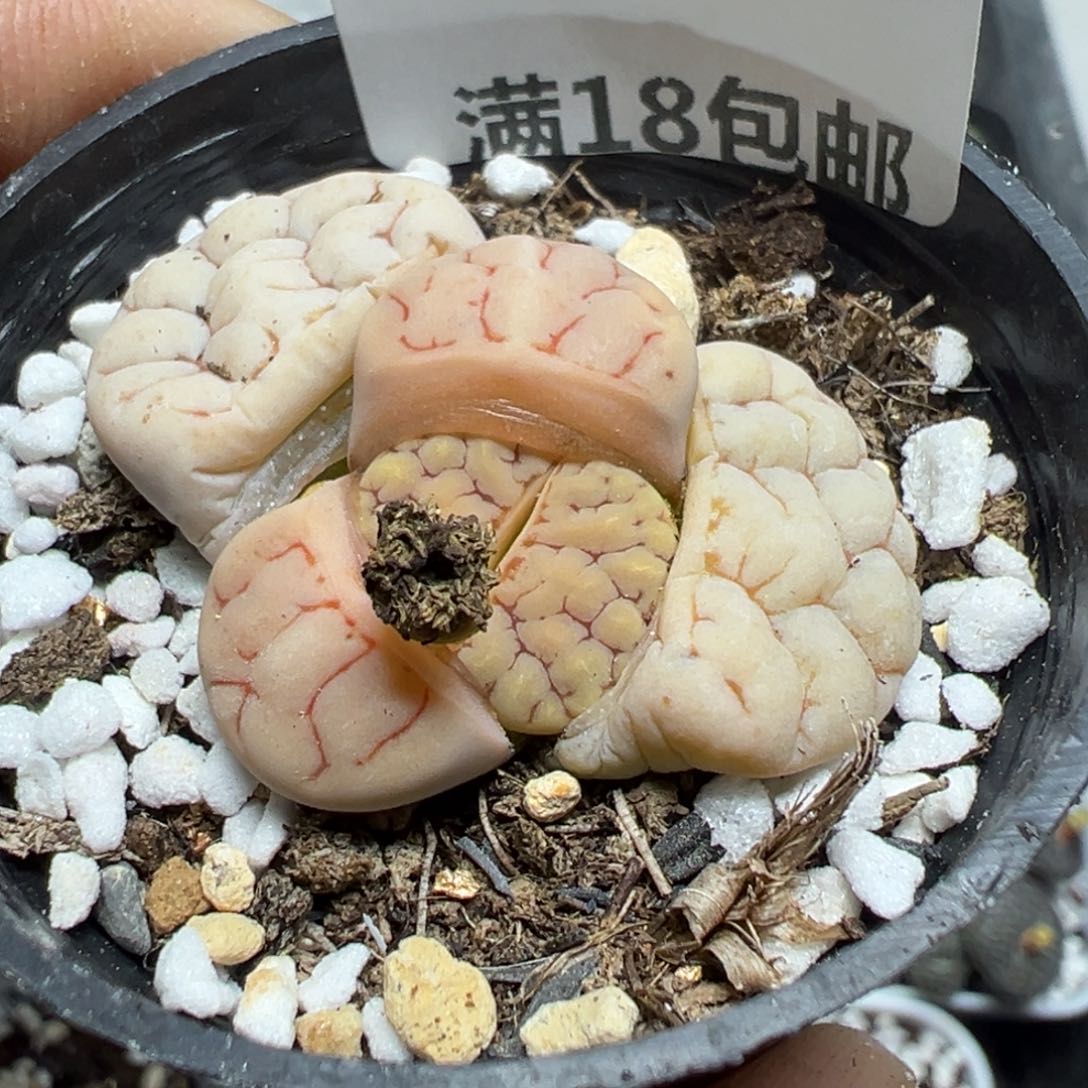 【闪购商品】 856。     