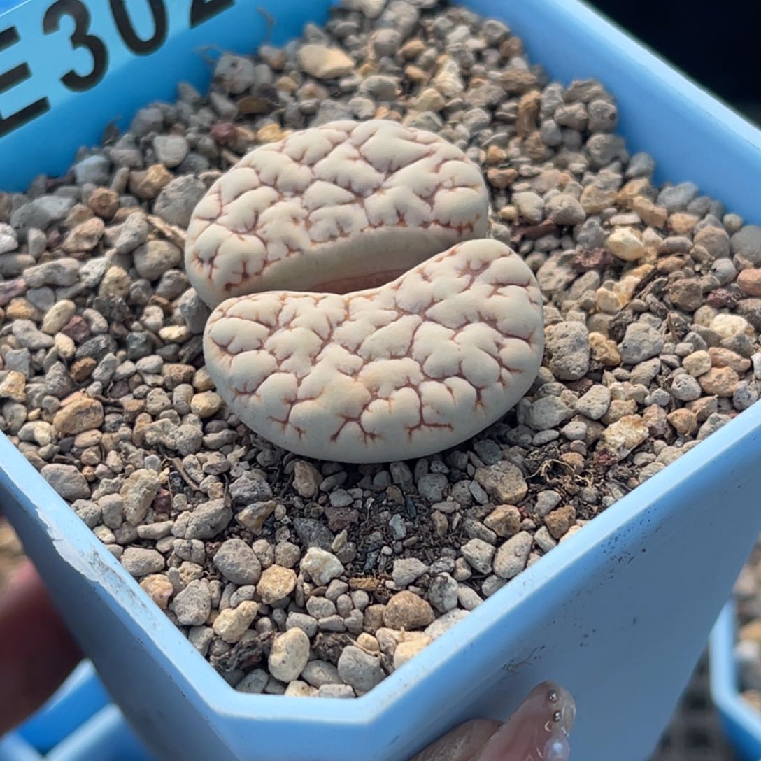 3023粗纹凹凸189一颗