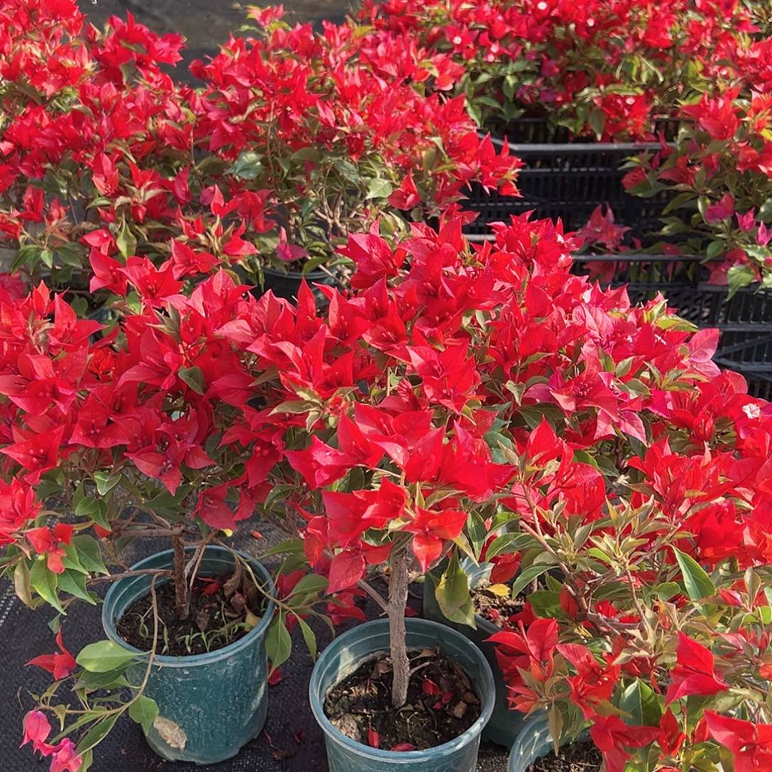 大部分花苞少量开放酒红桑巴掌中宝一棵