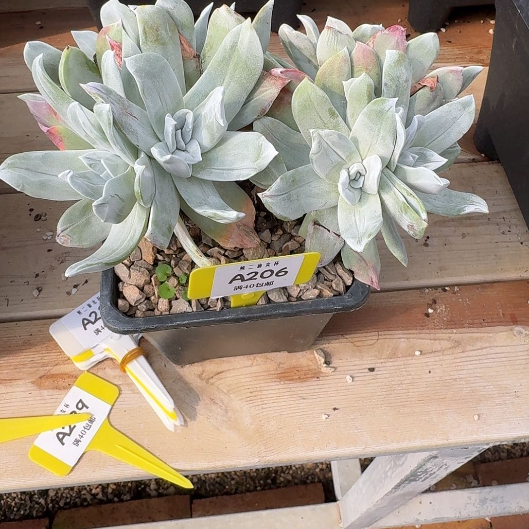 *****多肉植物仙女杯苹果叶A206