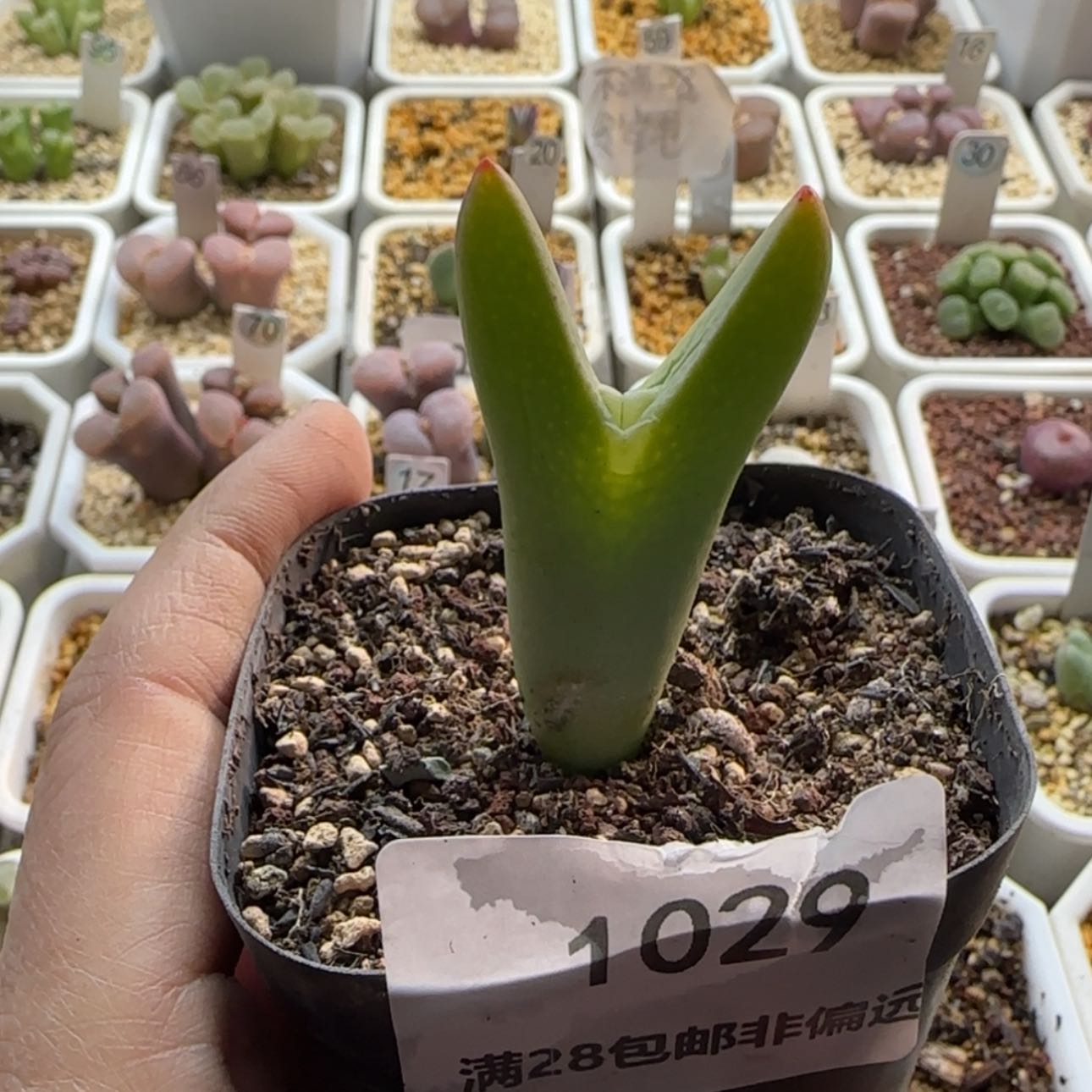 【闪购商品】1029    