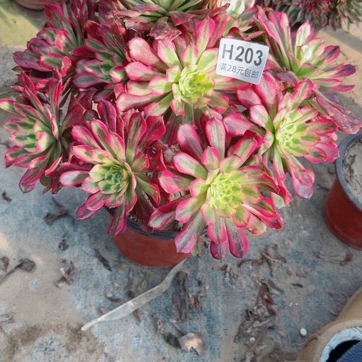 203舞天姬多肉植物