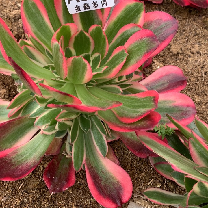 熊*332多肉植物一物一拍嫩桩