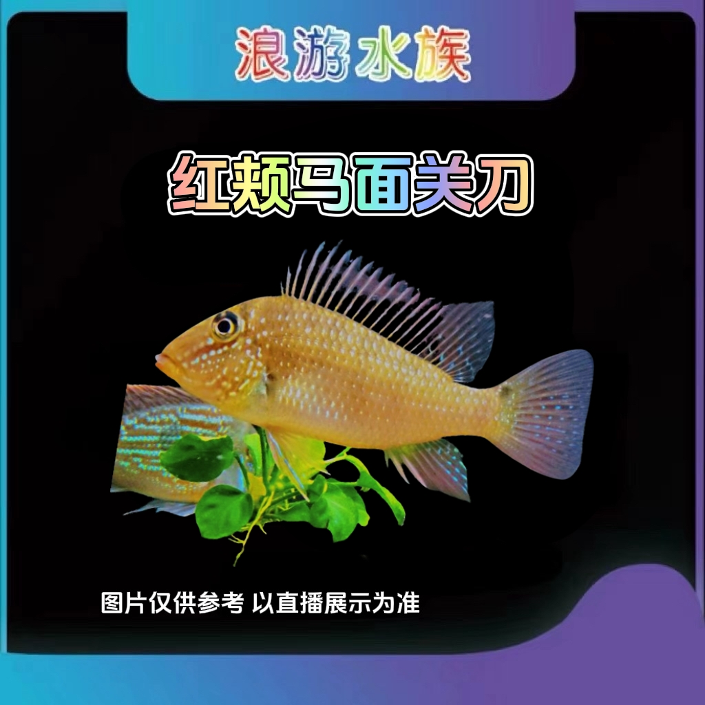 红颊马面 食土鲷 热带鱼 活体饲养 南美观赏鱼 新手鱼 慈鲷