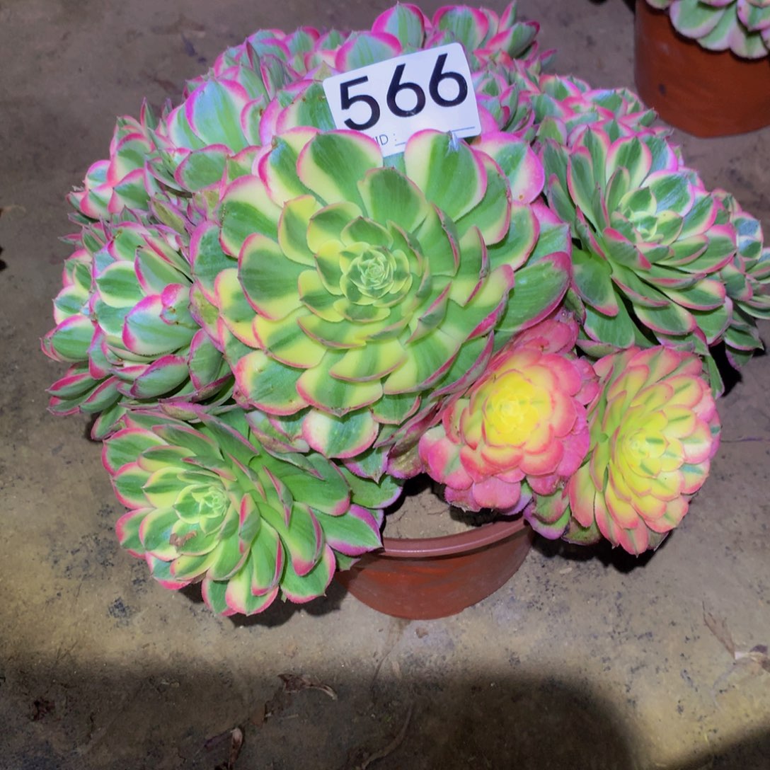 法师多肉植物566