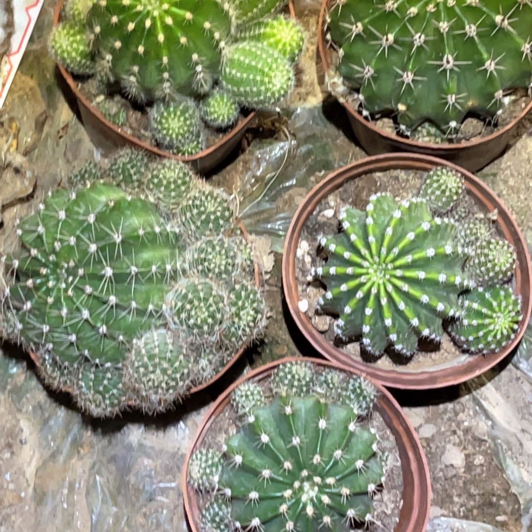 情***花彩草 5颗 盲拍 带根