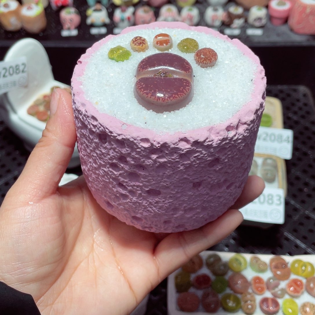 w2088 带盆土发货-零下地区拍保温箱