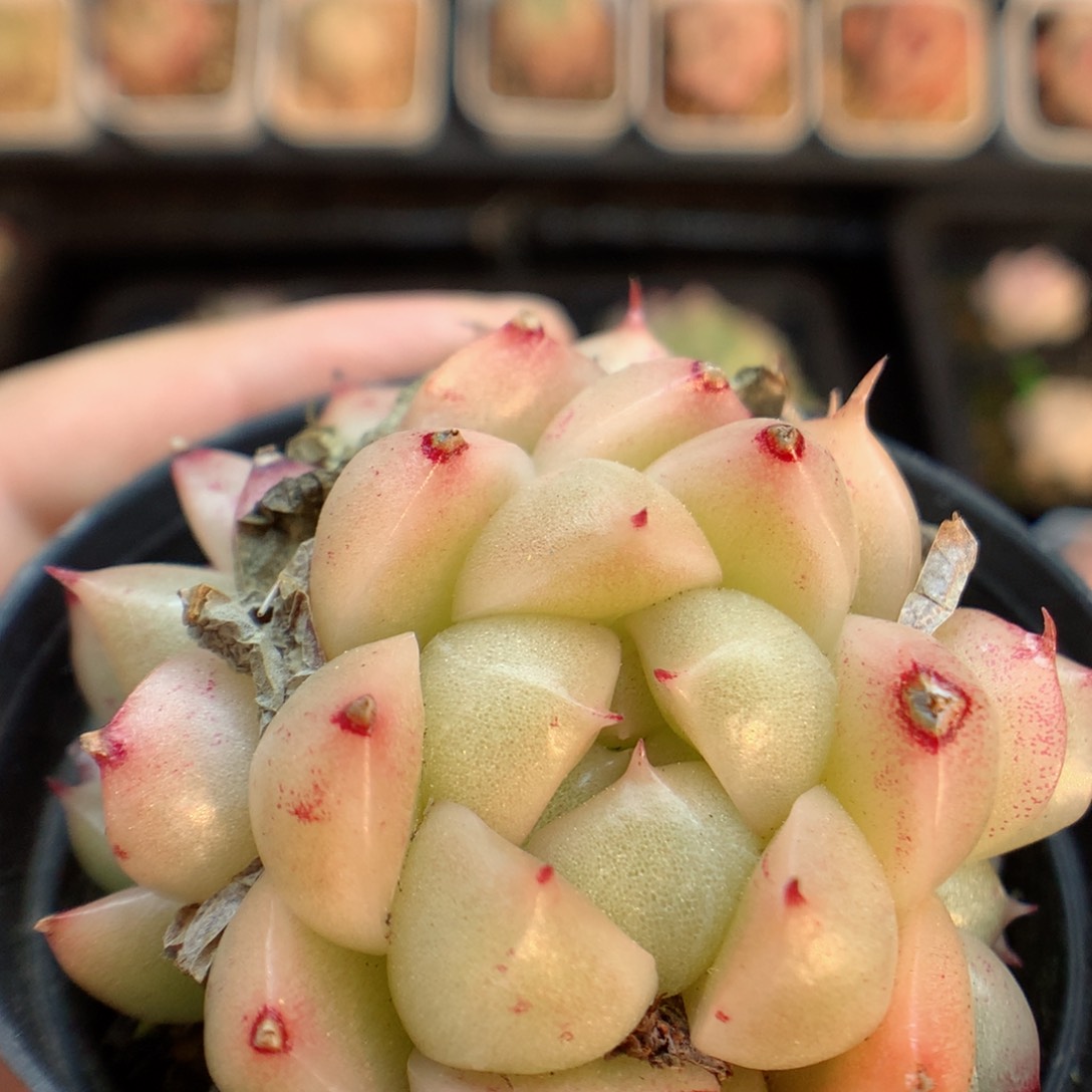 一物一拍精品多肉。麦秆群122