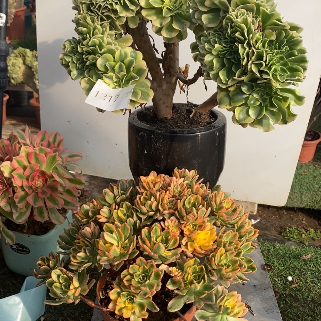 房***艳不开花植物1217号绿豆皮加甜茶多肉