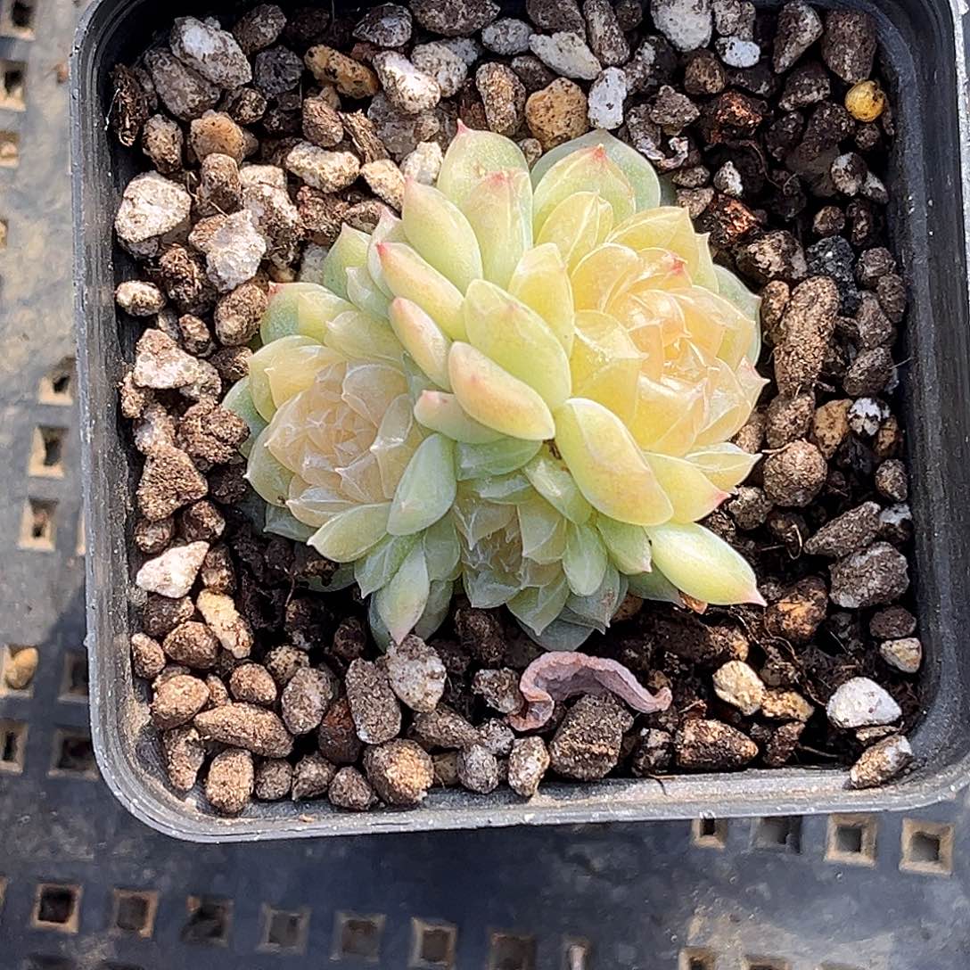 冷***冷918  泼天多肉18包邮