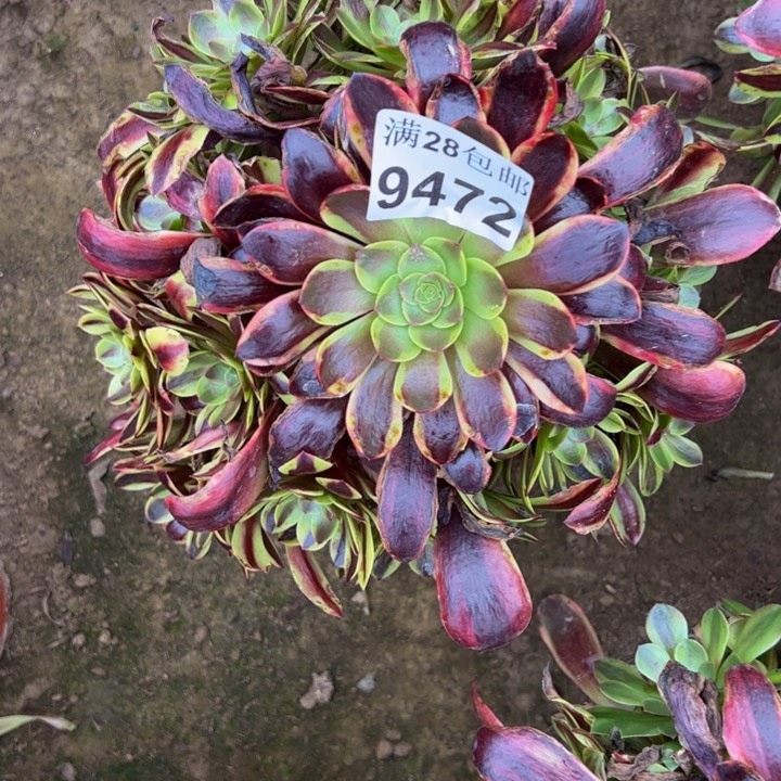 9472南欧嘉莉多肉植物