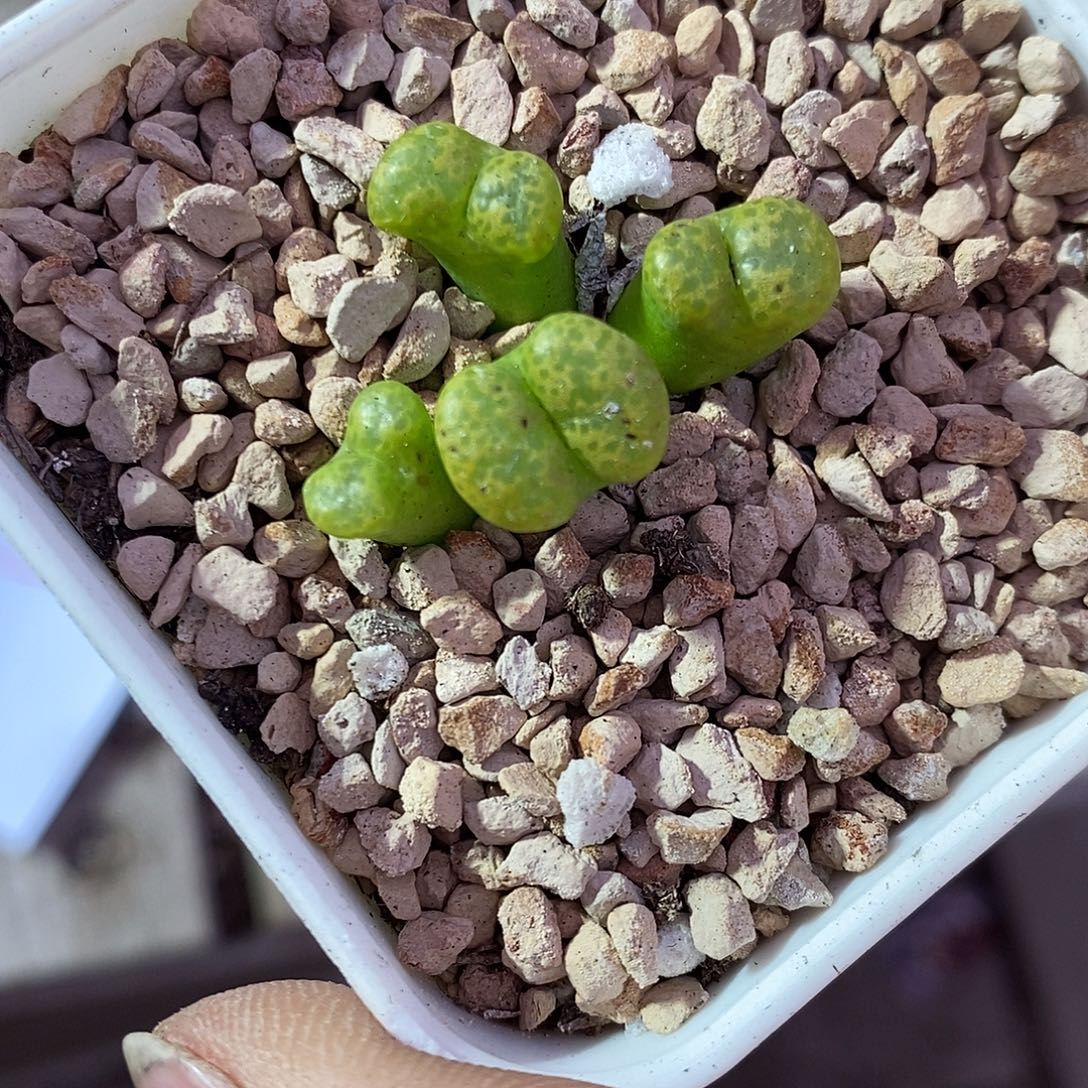 19365。     绿勋章。     