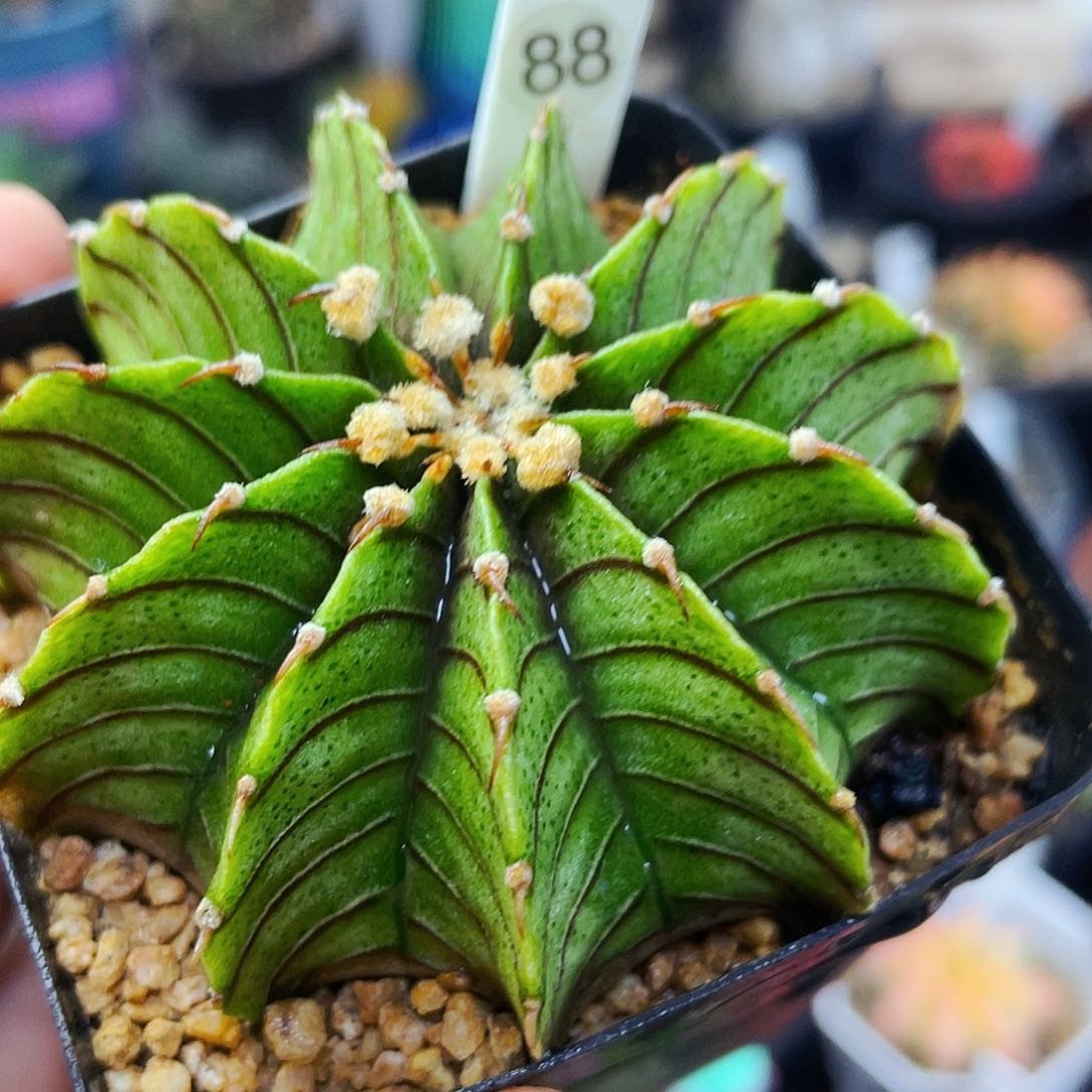 非偏远地区满25包邮仙人球