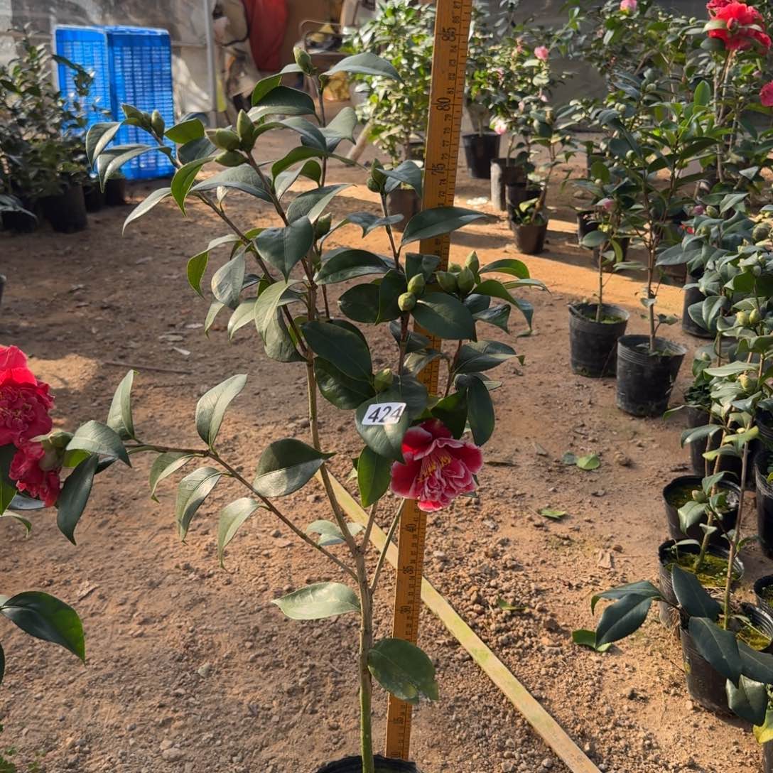 少量花朵（建议范围：2朵-5朵 或40%以下）424龙火珠