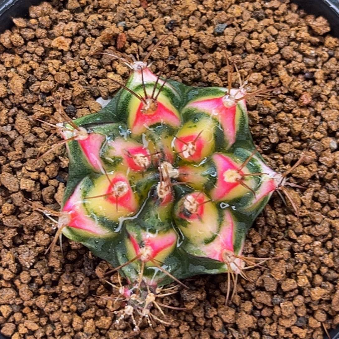 白花田 米哈仙人球
