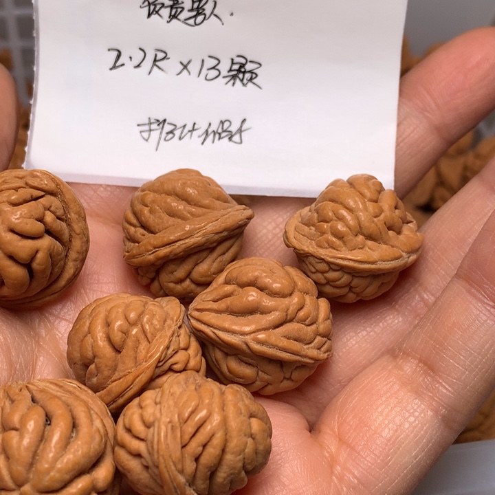 野生龙纹桃核霸王龙22尺