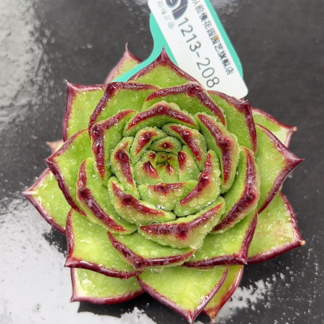 从前慢花园多肉编号1213-208