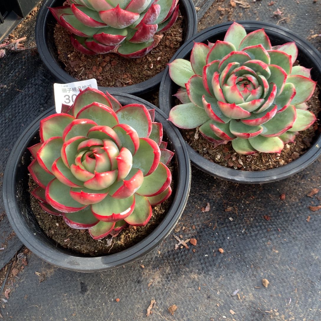 3069一物一拍3颗12厘米