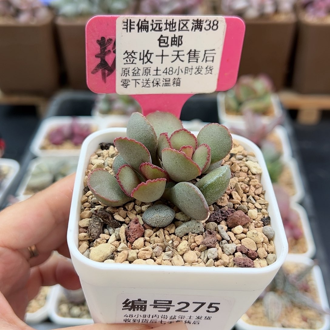 275梦露蛋多肉植物