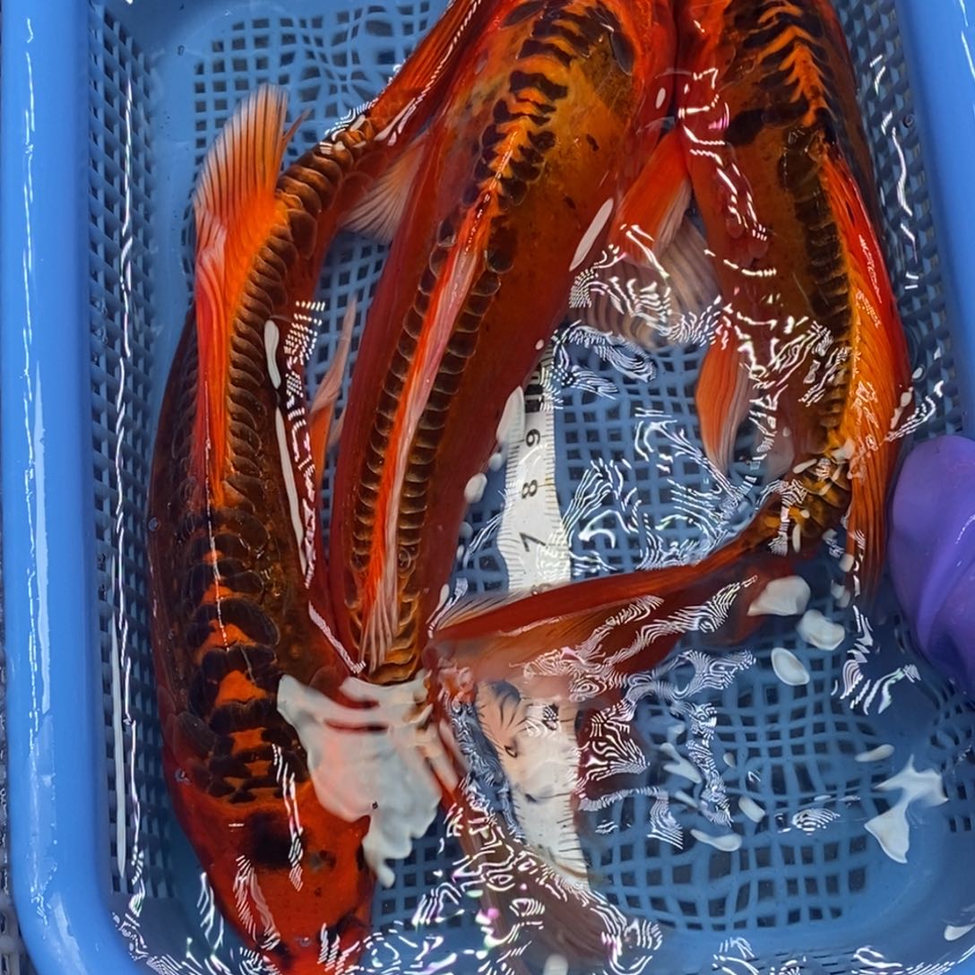 锦鲤冷水锦鲤包邮
