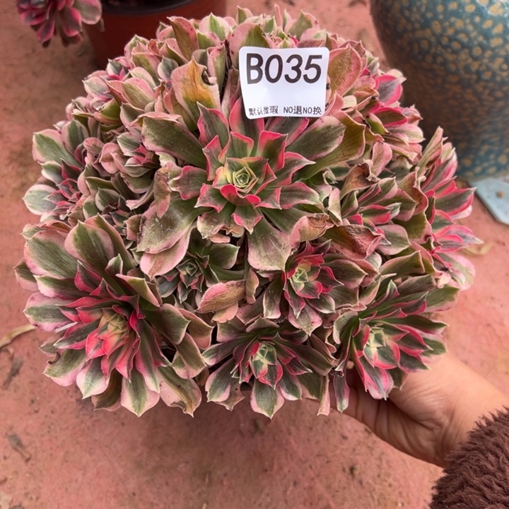 男神多肉植物035.