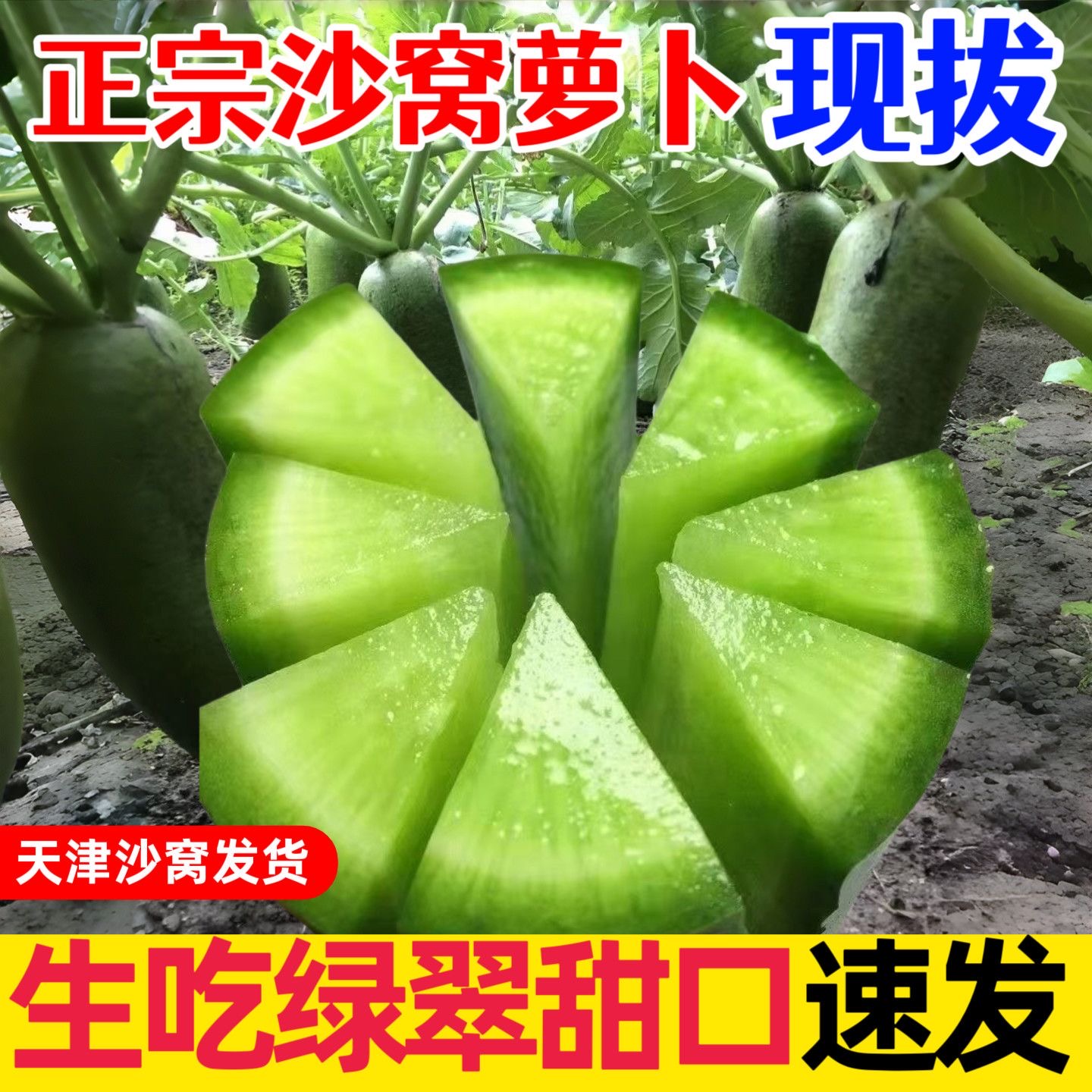 天津正宗天星二号水果萝卜沙窝新鲜蔬菜翠绿脆甜爽口