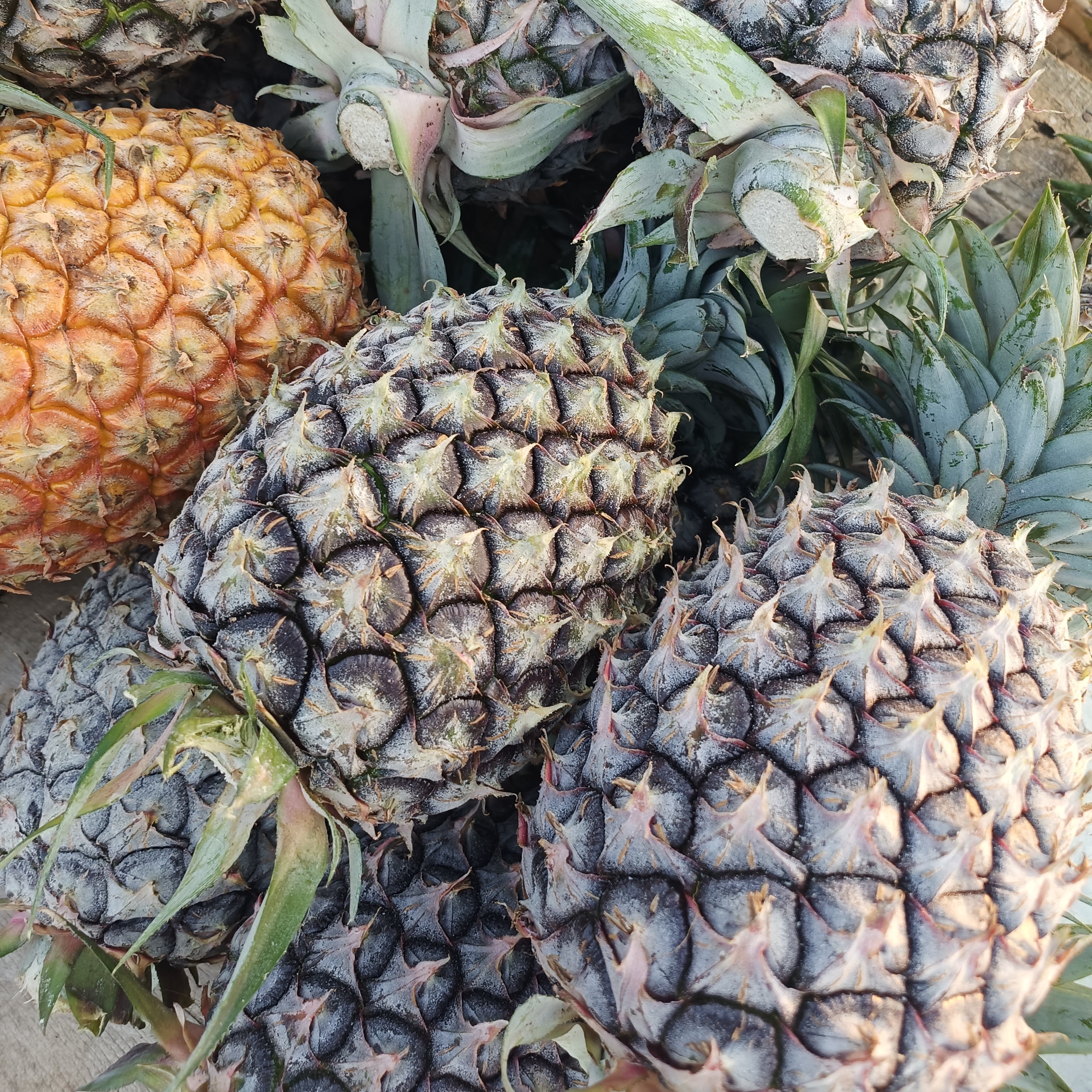 云南凤梨 菠萝 集市现收 应季水果