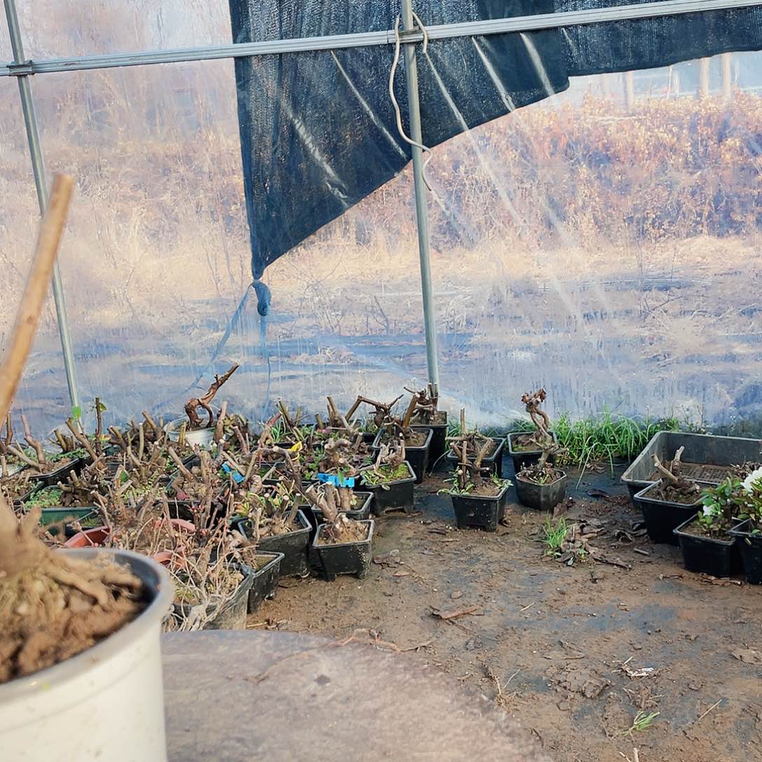 海棠海棠909090909090