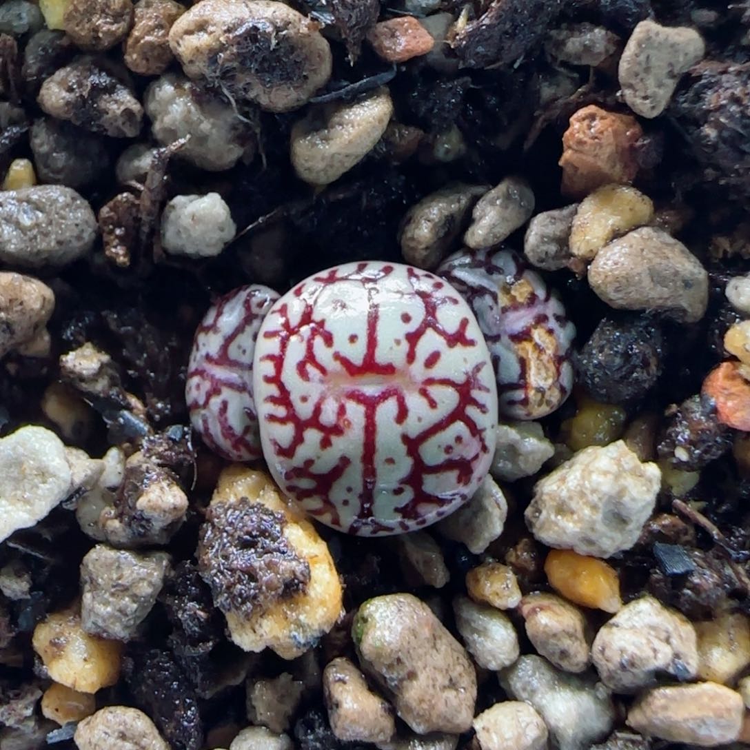 1-12-12-5当天满58包邮福利墨多肉脱土