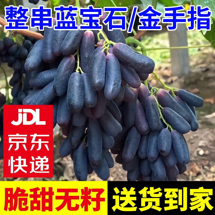 【京东包邮】蓝宝石无籽葡萄金手指美人指脆甜多汁新鲜采摘产地直发
