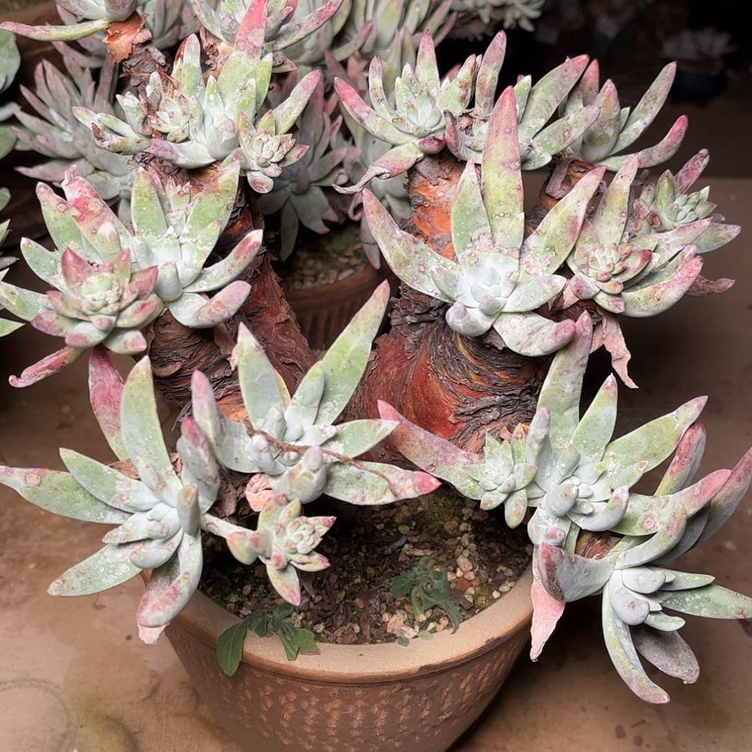 2784蓦然一白菊仙女杯多肉