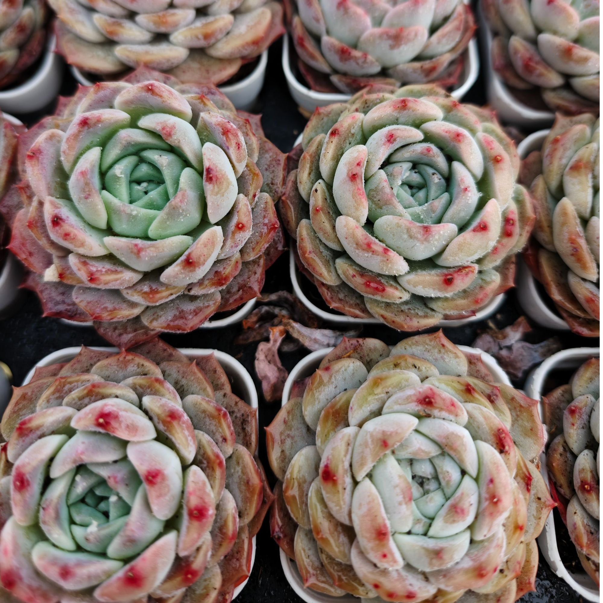 海琳娜杂交精品多肉裸根上盆