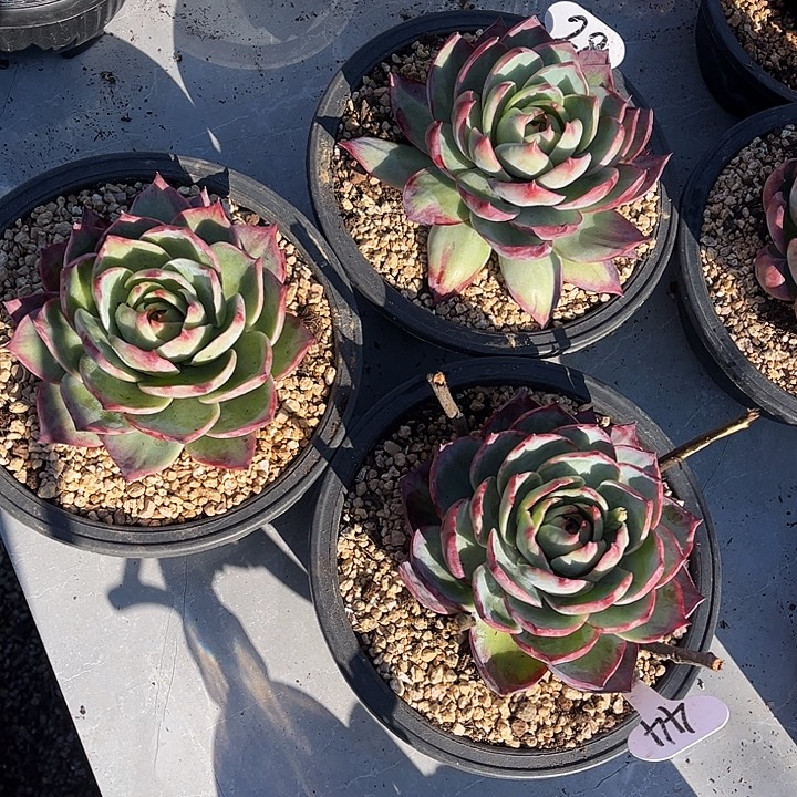 天***亿惊鸿仙子一物一拍，3颗