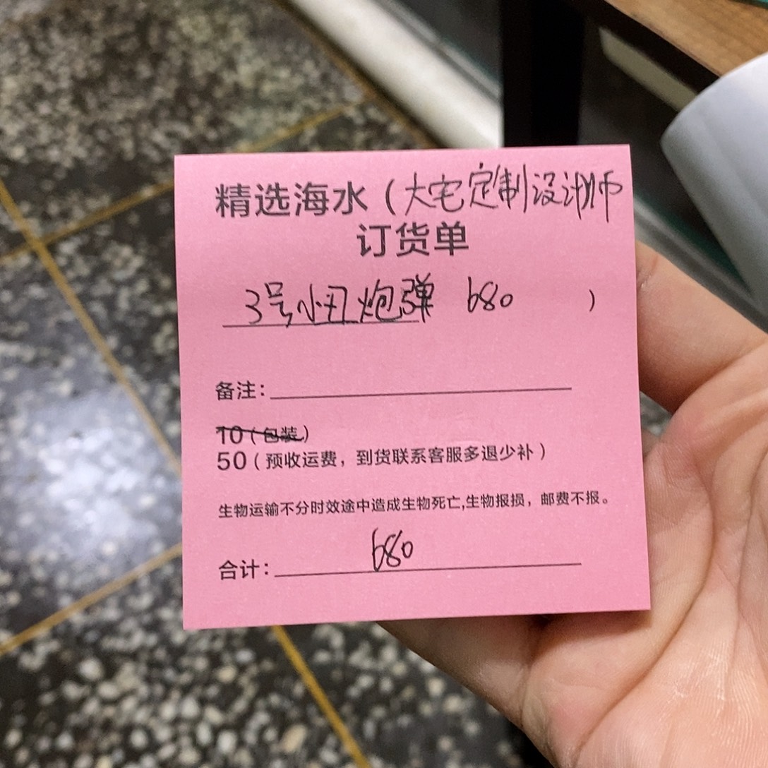海水鱼3号小丑炮弹一条