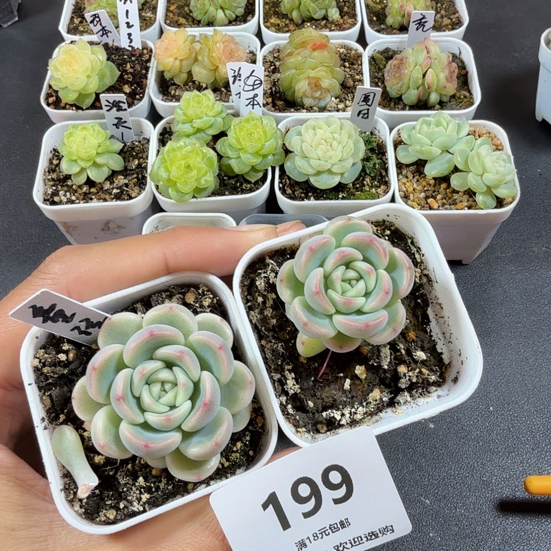 小****童话两个一物一拍199