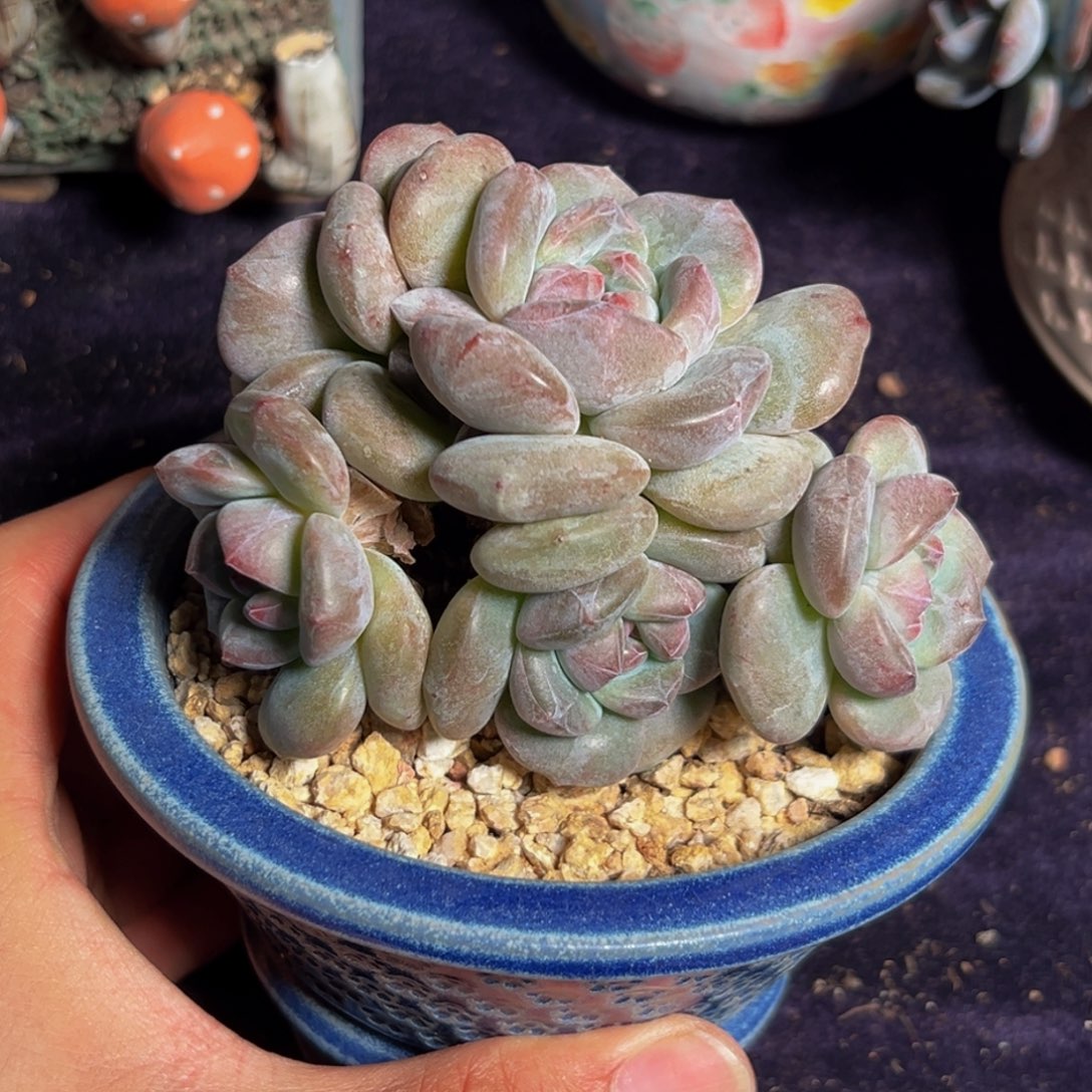 新年快乐 新年快乐