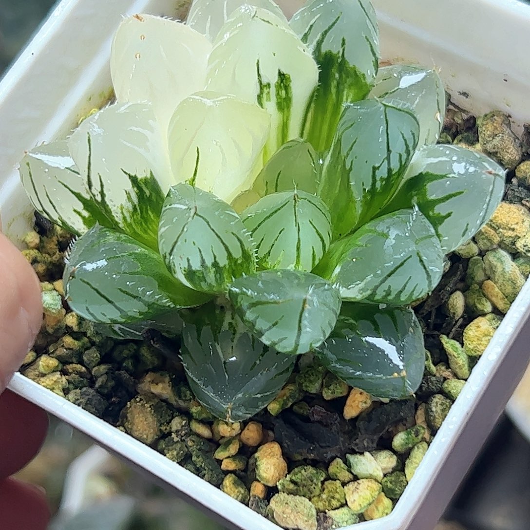 五公分oh锦十二卷多肉植物