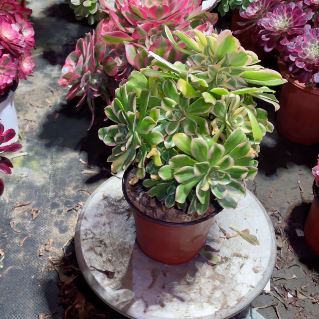 多肉植物艳日伞155