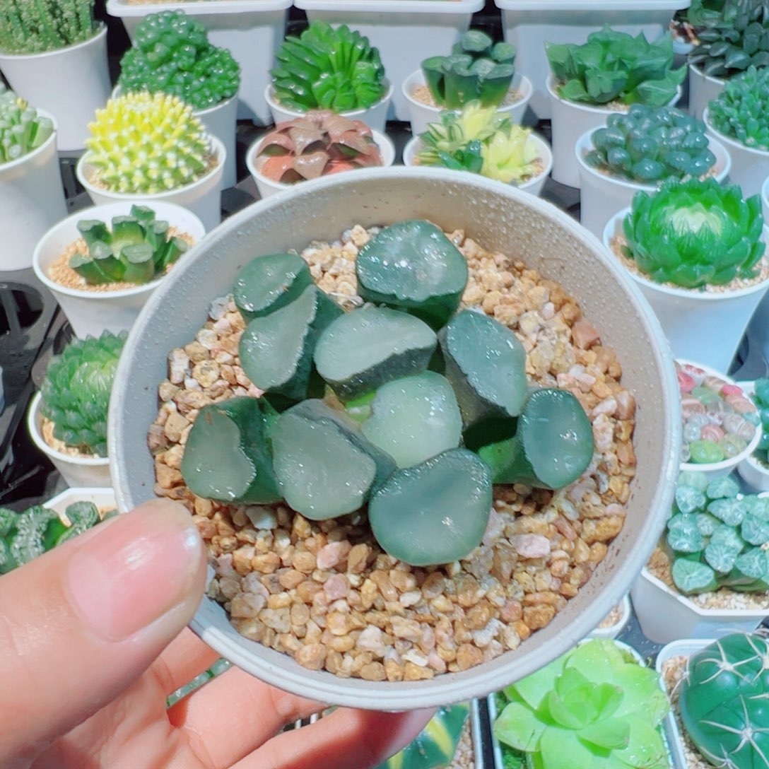 空门万象多肉多肉888