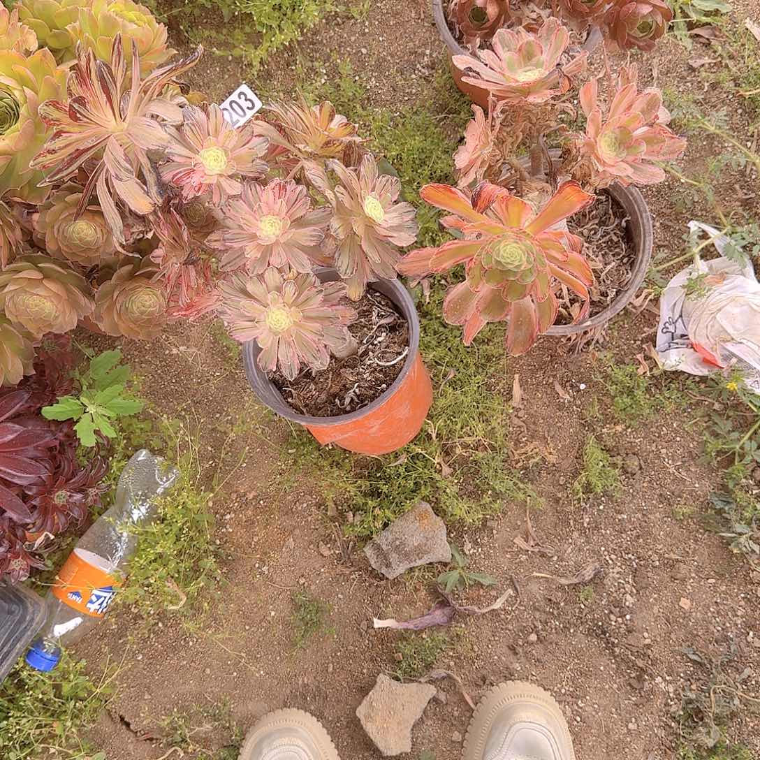 美美美美美多肉美美哒