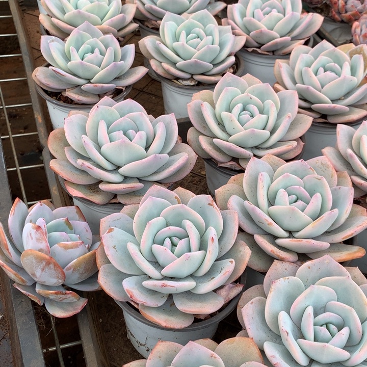 韩版奶茶多肉植物两单包邮