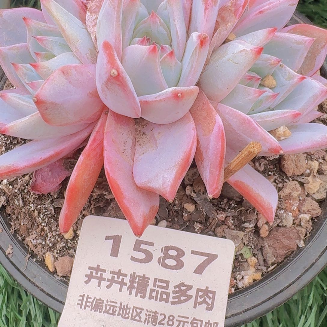 1587 卉卉精品多肉 非偏远地区蒲28元包邮